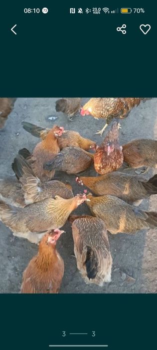 Jaja lęgowe zielononóżka kuropatwiana 30szt