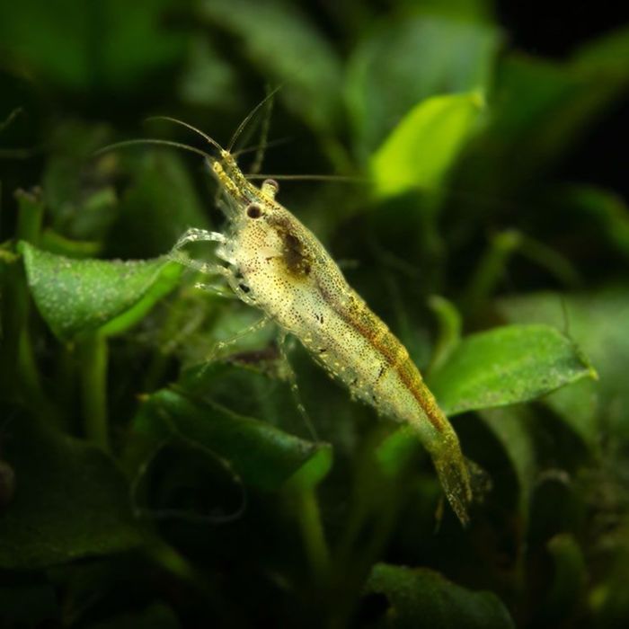 Camarões Neocaridina