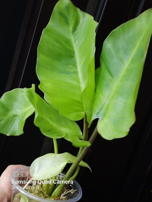 Philodendron Snowdrift