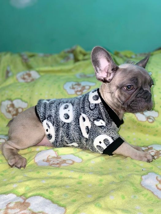 Французькі бульдоги