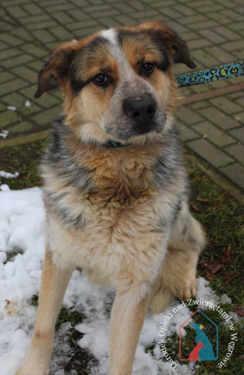 Paku- fajny, kochany psiak szuka domu!