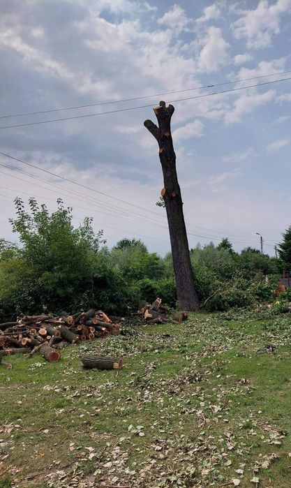 Wycinka drzew Podnośnik koszowy Przycinanie tui Frezowanie pni ogrodni