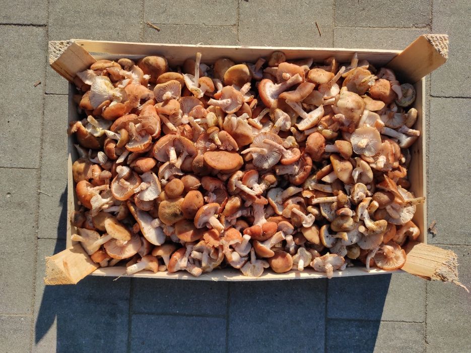 Sprzedam uzbieram grzyby opieńki