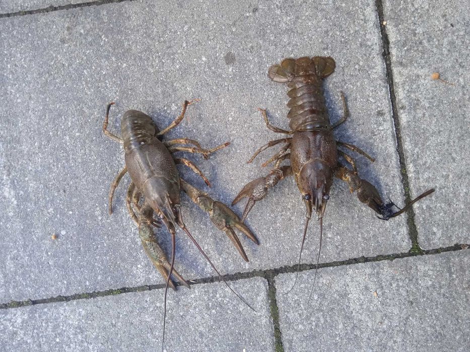 Середні і крупні раки в неділю і понеділок