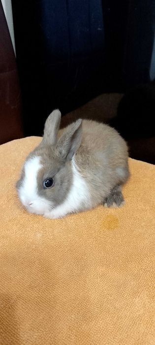 Króliczki miniaturki