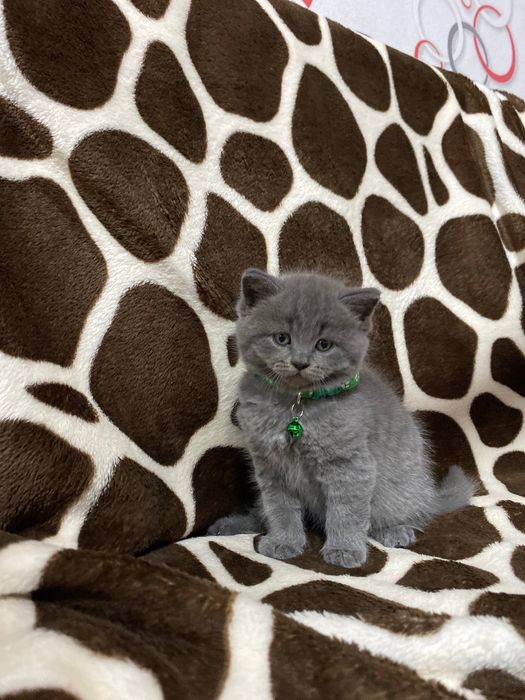 Шотланские котята