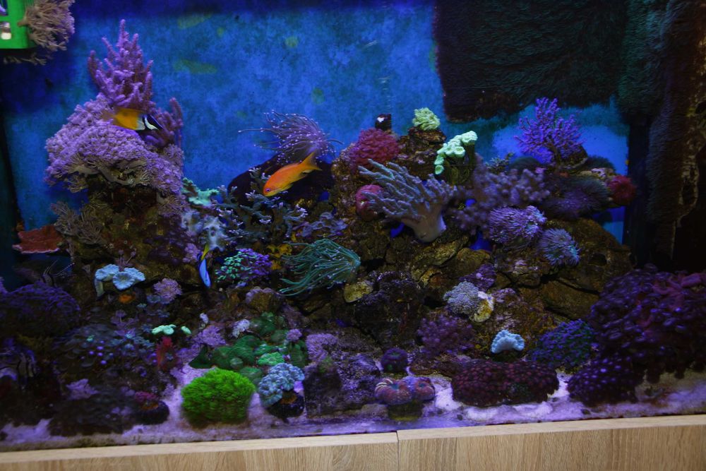 Sarcophyton Koralowce, Morskie