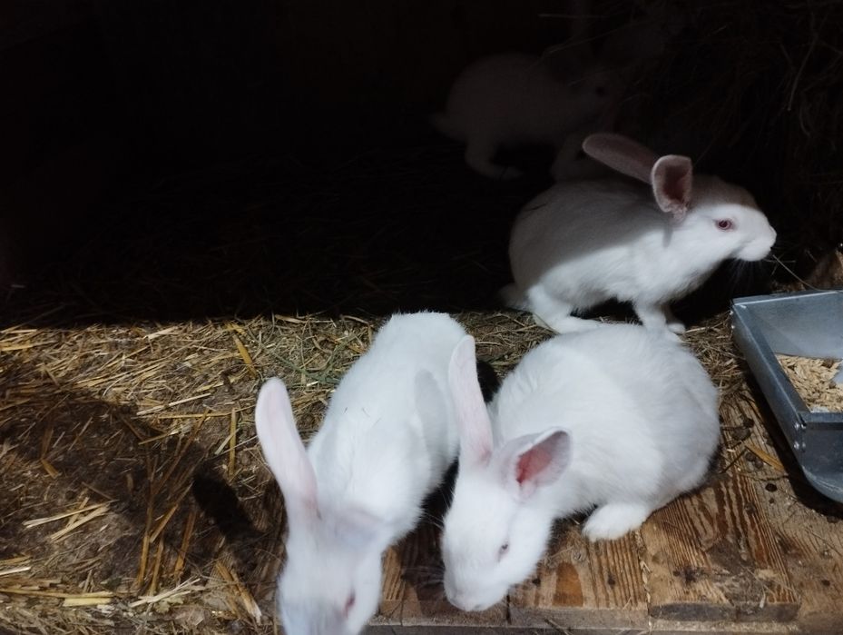 Młode termondy Kalifornię nowzelandy czysto rasowe