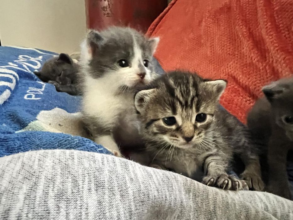 Британські кошенята .