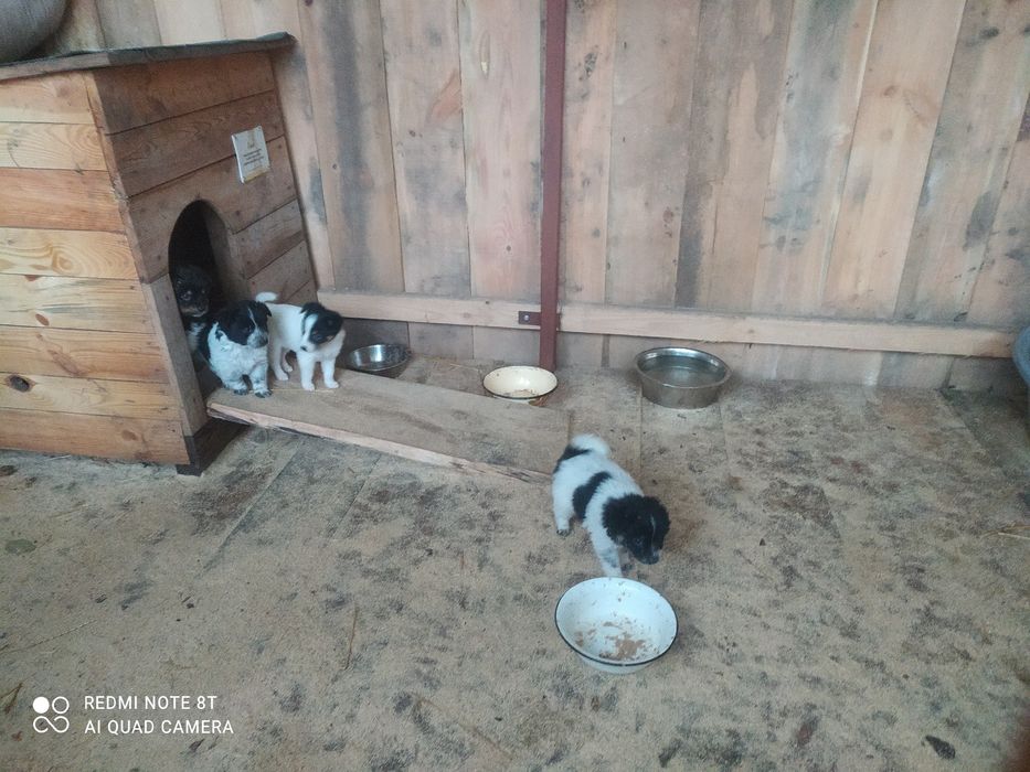 Віддам в добрі руки