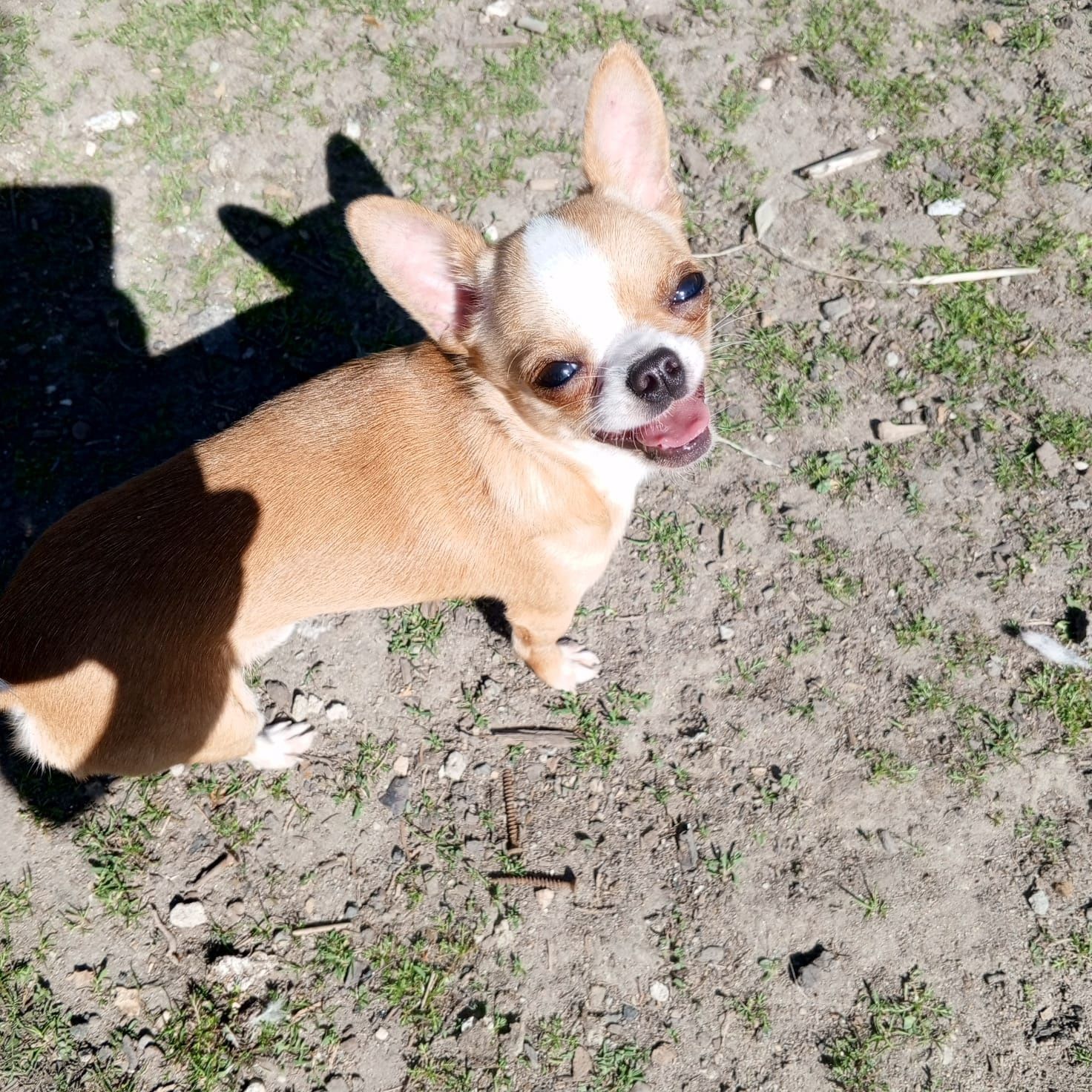 Śliczny, malutki piesek Chihuahua