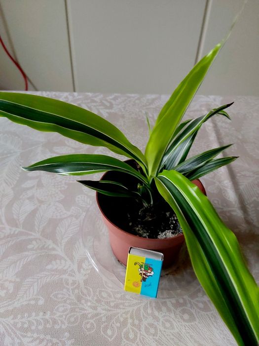 Драцена Лемон Лайм