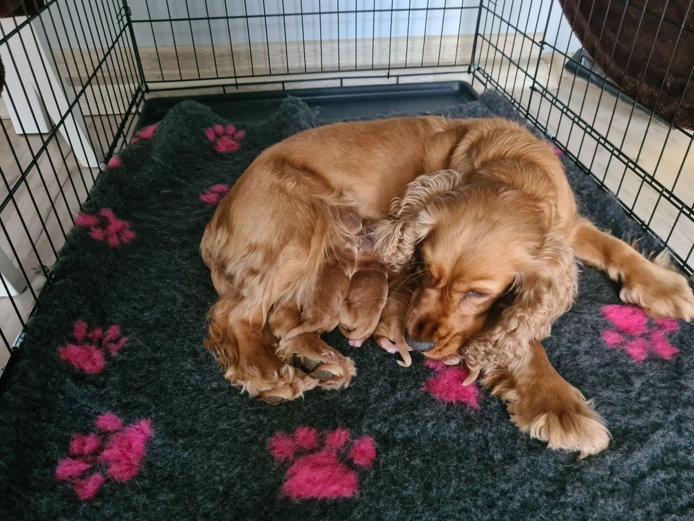 Cocker Spaniel Angielski chłopczyk