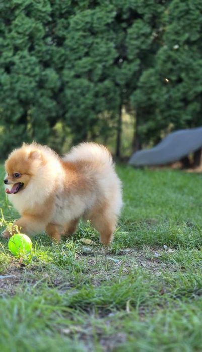 Pomeranian- Szpic miniaturowy malutki puchaty piesek