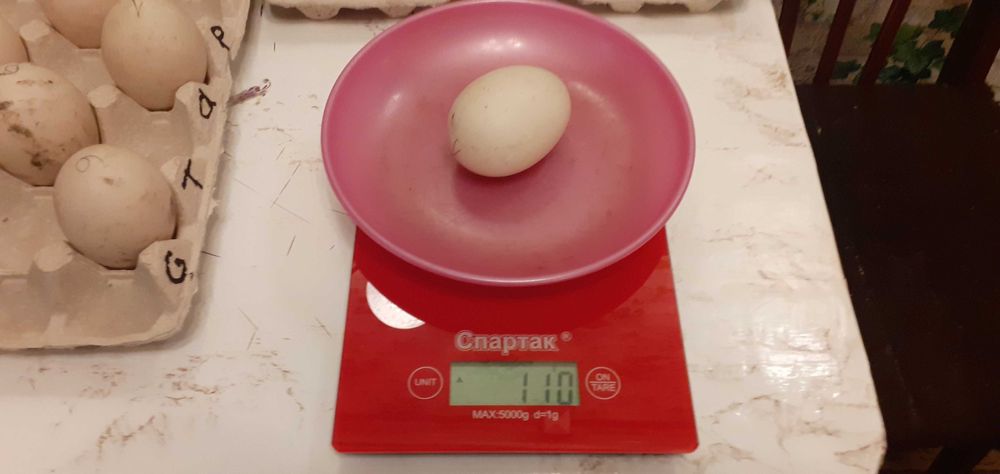 Яйцо инкубационное,индоутята тяжёлая немецкая линия,мускусная утка 5кг