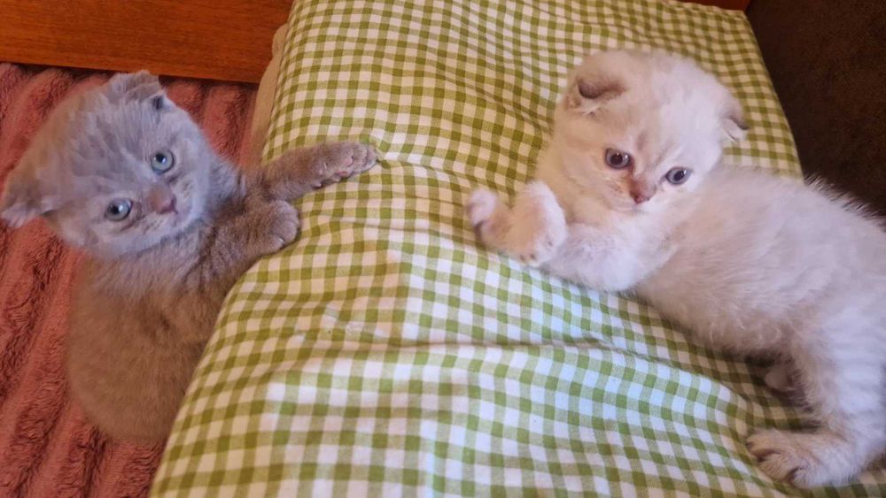 Британцы (котята)