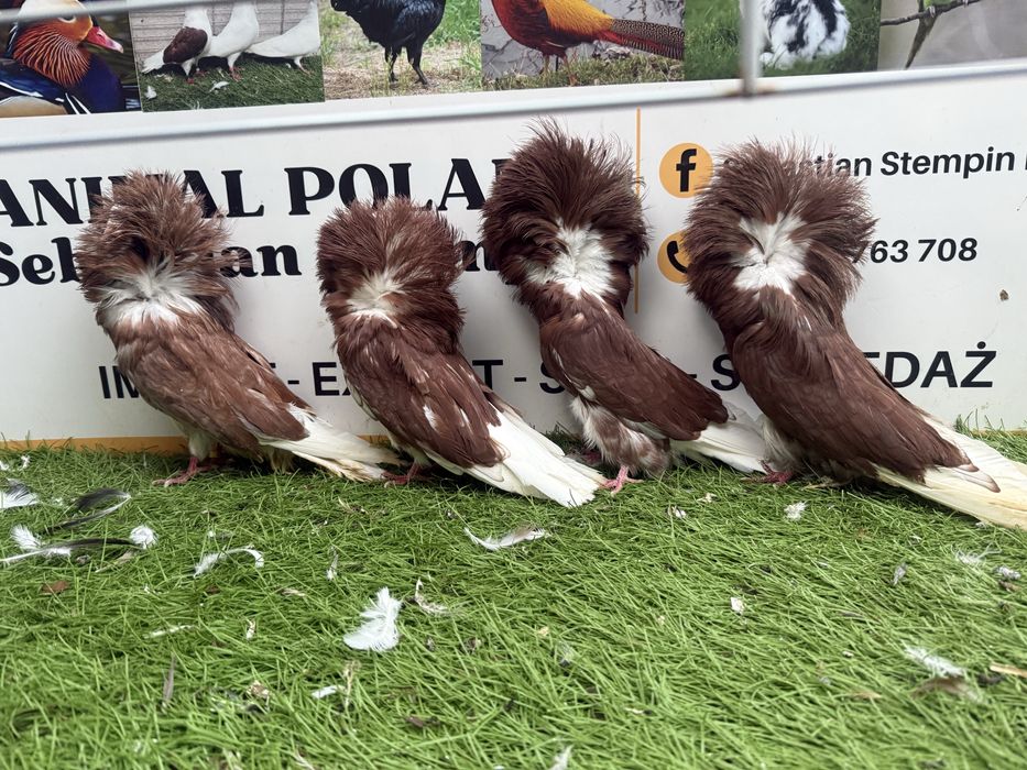 Gołębie. Perukarz. Perukarze. Możliwy transport