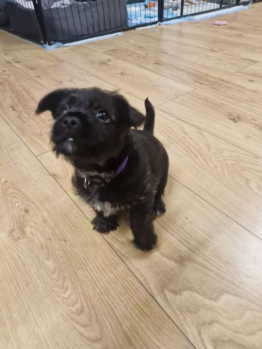 Szczeniak mieszaniec ( buldog francuski z yorkiem ) ZAREZERWOWANE )