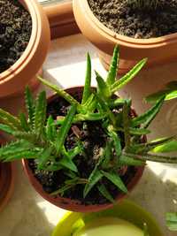 Aloes - Aloe juvenna