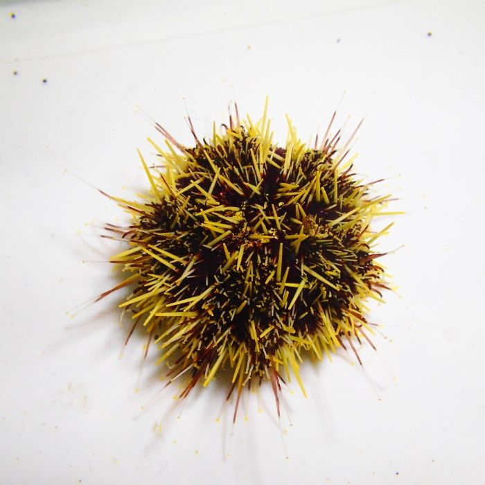 Tripneustes sp. - jeżowiec - akwarium morskie