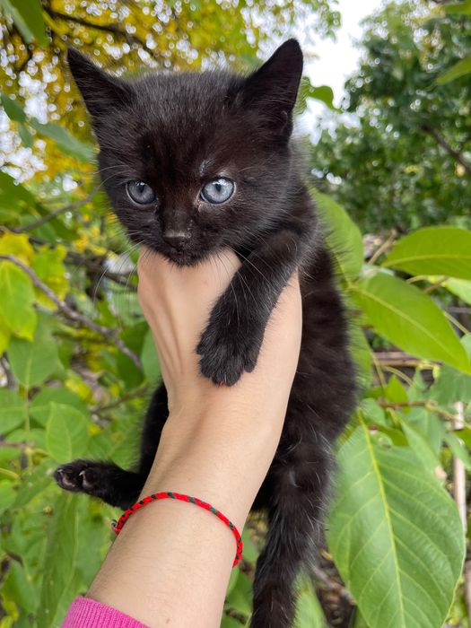 Віддам кошеня в добрі руки!