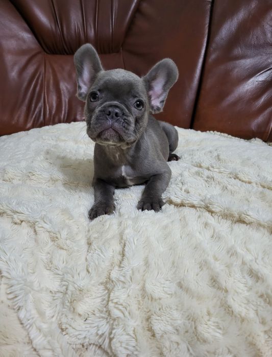 Французький бульдог