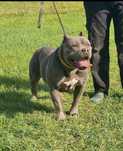 Suczka Amstaff błękitna dorosła