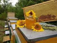 Мед свіжий 300 грн 3 літра соняшник+різнотравя 2023
