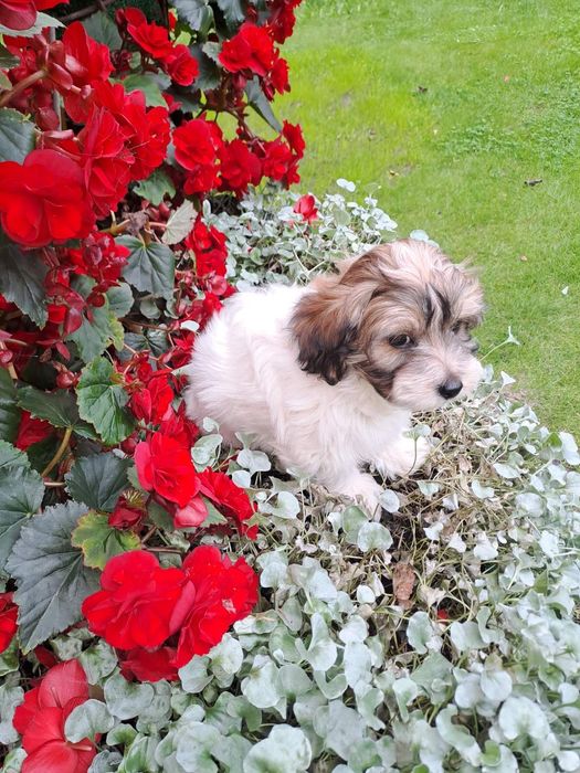 Szczeniaczek suczka z możliwością wyjazdu za granicę