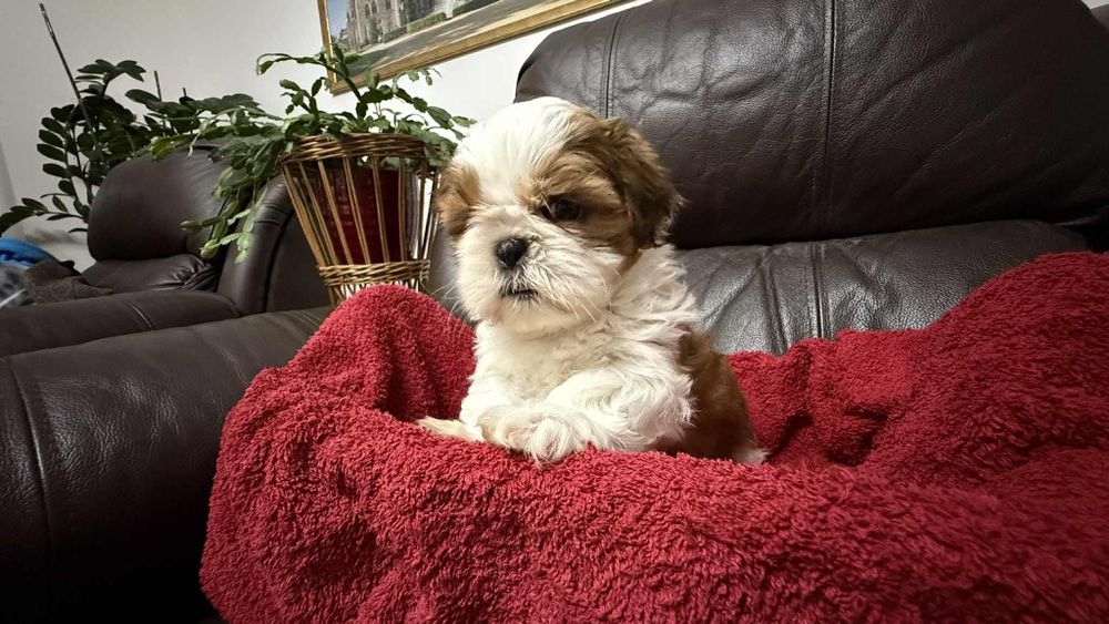 Suczka shih tzu z rodowodem