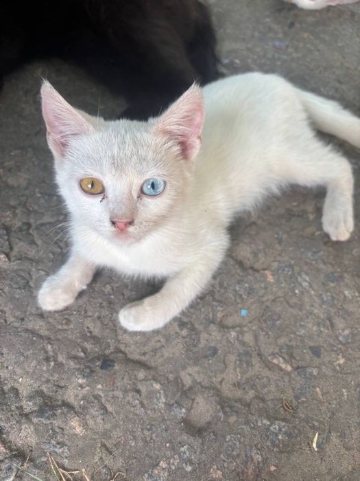 Котики в добрі руки