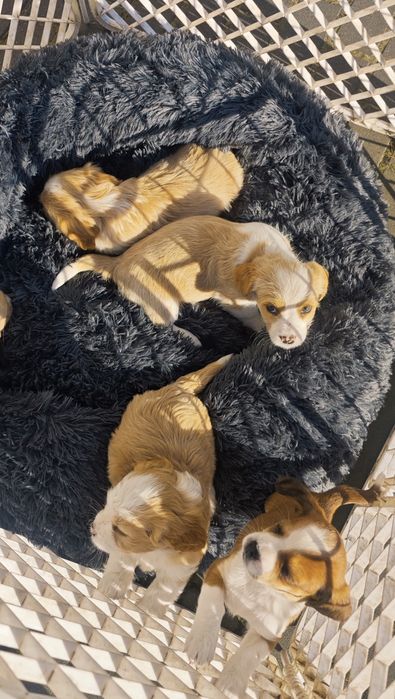 Cudowne pieski szukają domu