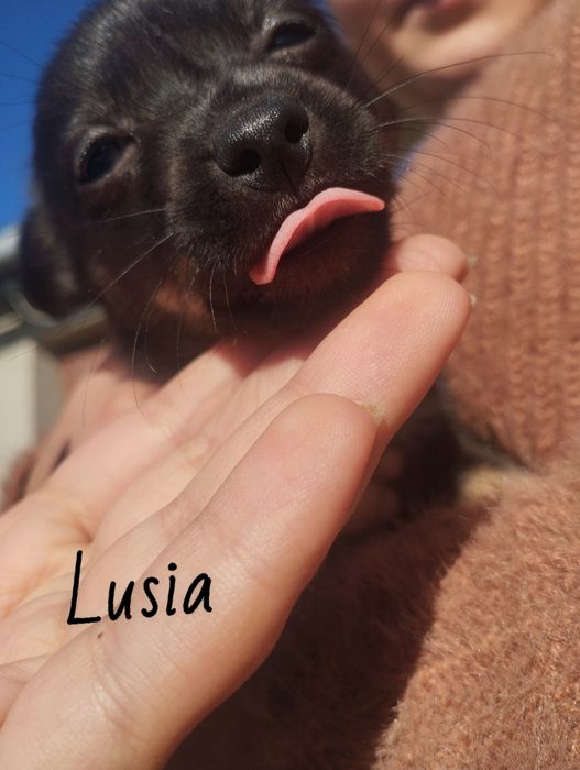 Pieski na wydanie