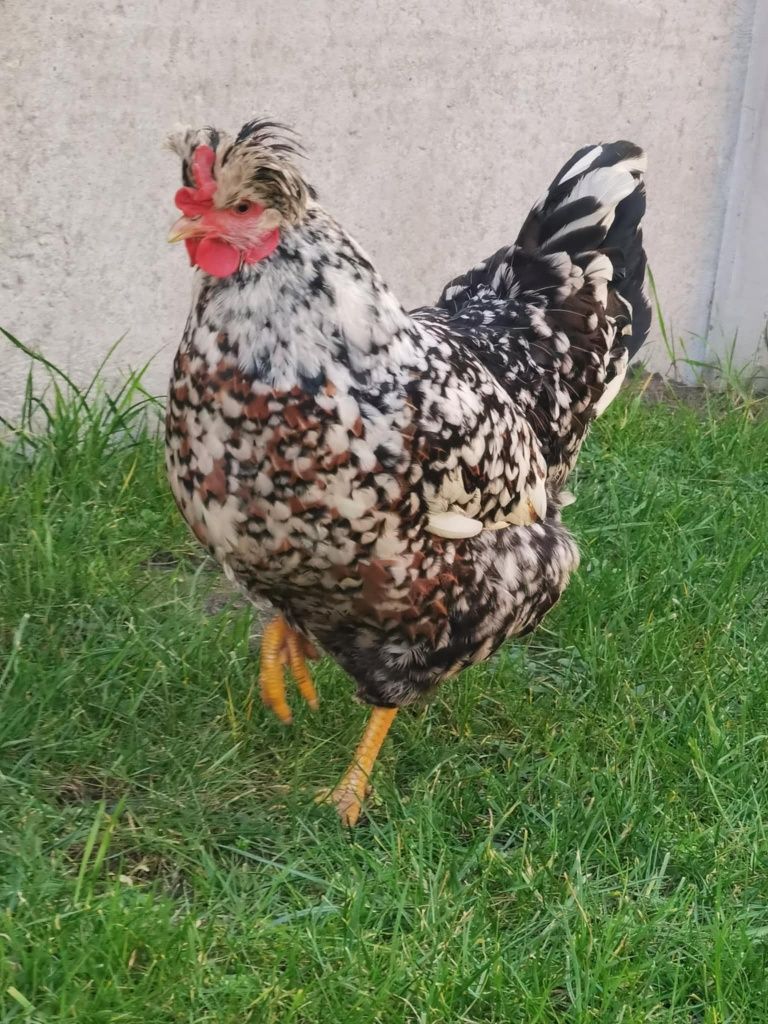 Jajka lęgowe czubatka staropolska