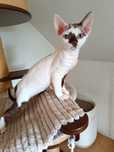 Koteczka Devon rex