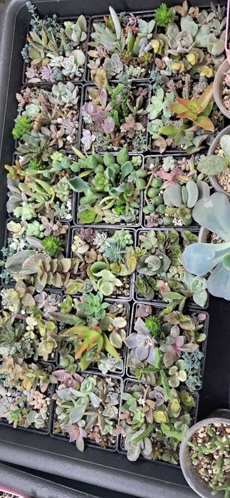 Эхеверия,  красула, каланхоє