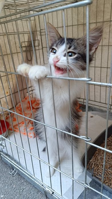 Кошенята з фронту, Мона і Ліза , 5 місяців взяти в родину