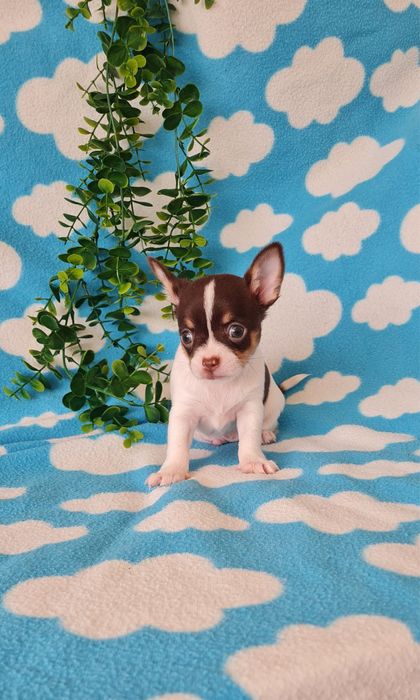 Estupendo Chihuahua/Chiuaua de Qualidade. Linhagem Russa