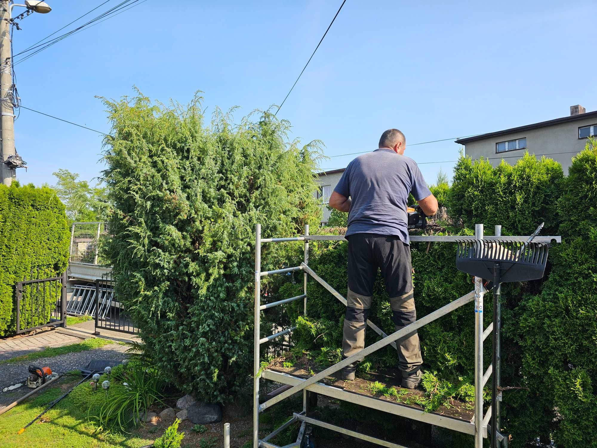 Przycinanie tui, żywopłotów, nasadzanie tui, wywóz masy zielonej