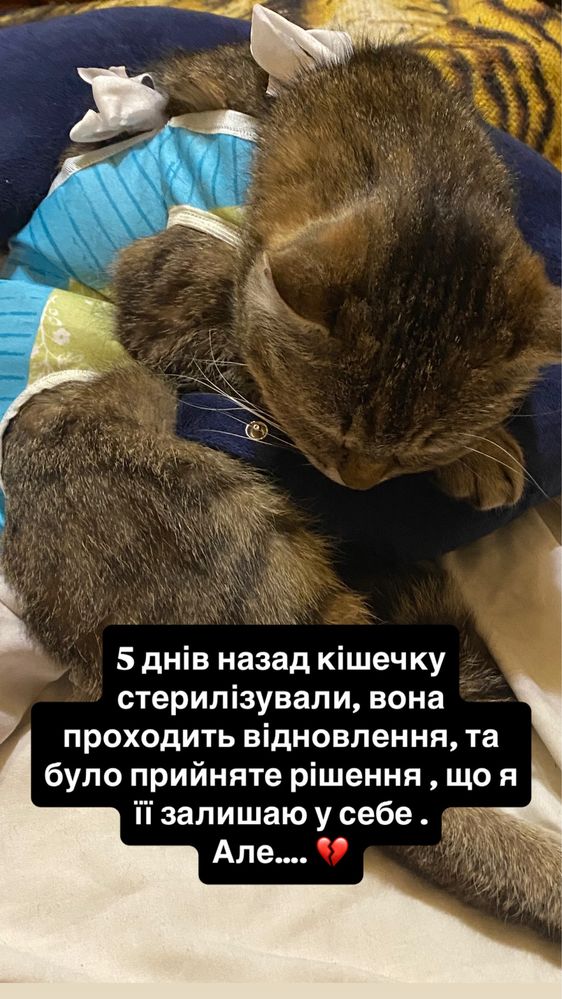 Посмотрите описание ( отдам котят в добрые руки)