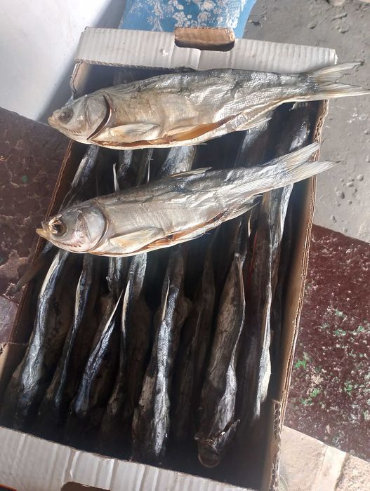 Таранька,вялина Товстолоб