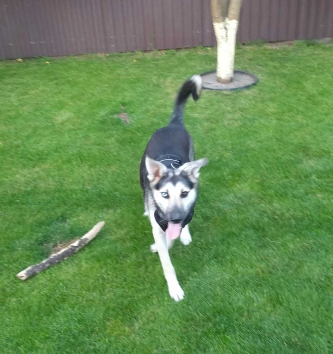 Красуня стерилізована дівчинка, один рік