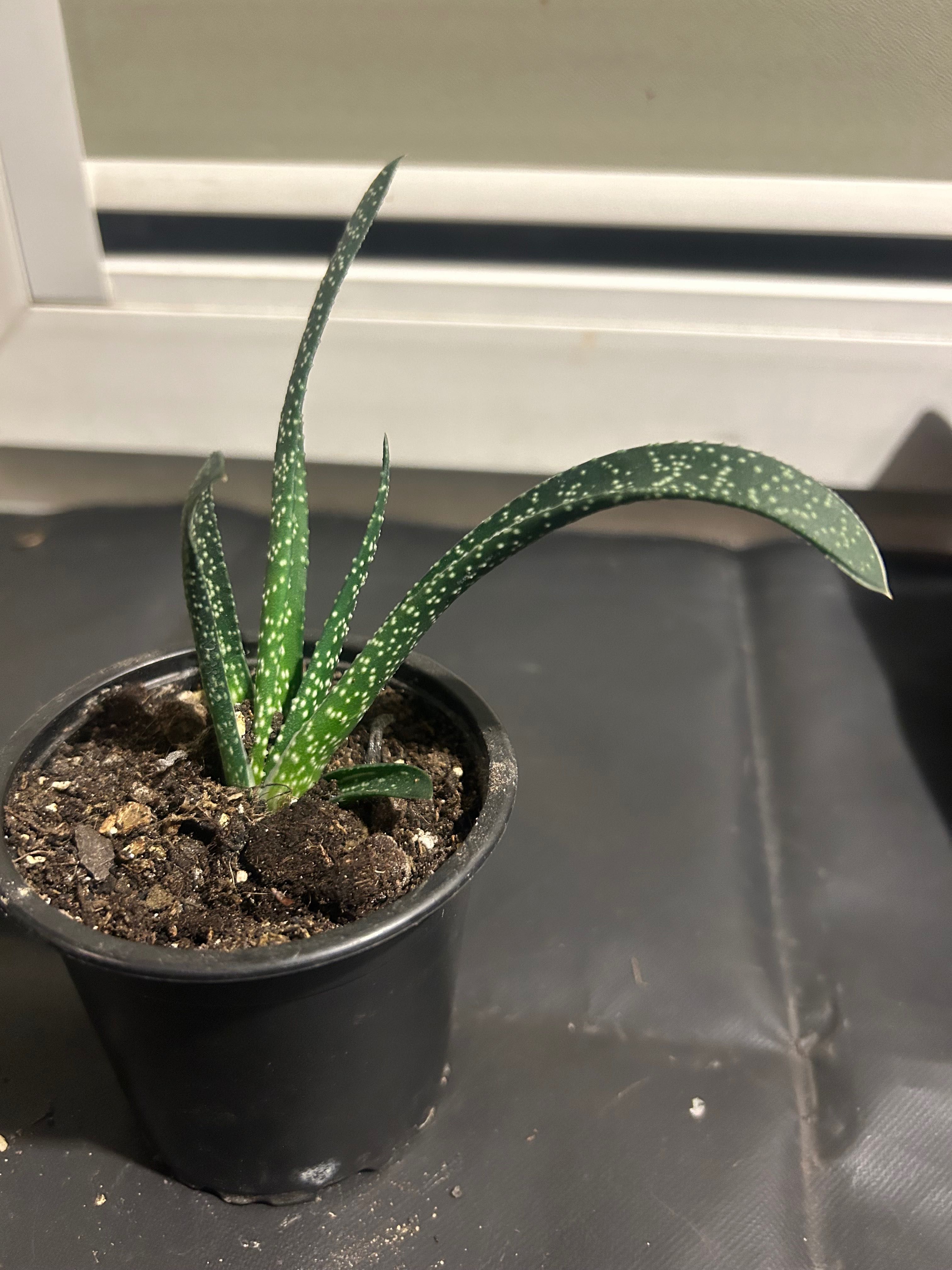 Sukulent Gasteria carinata Jęzorka brodawkowata