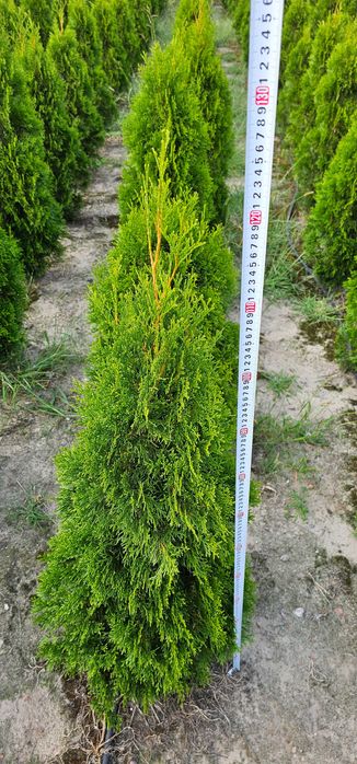 Tuja szmaragd. Nie Brabant