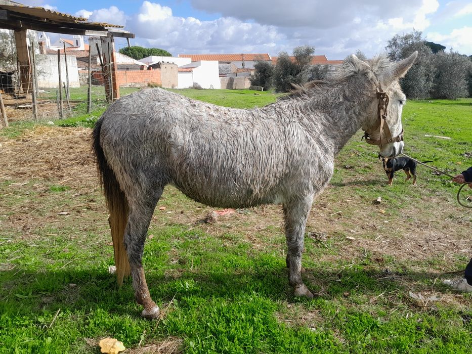 Vendo  ou troco mula