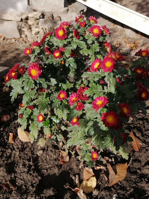 Продам домашнее растения.