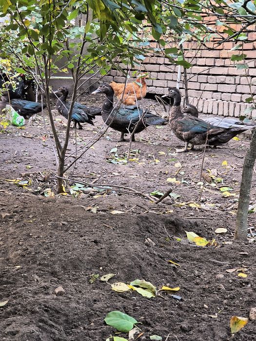 Kaczki piżmowe czarne i niebieski kaczor