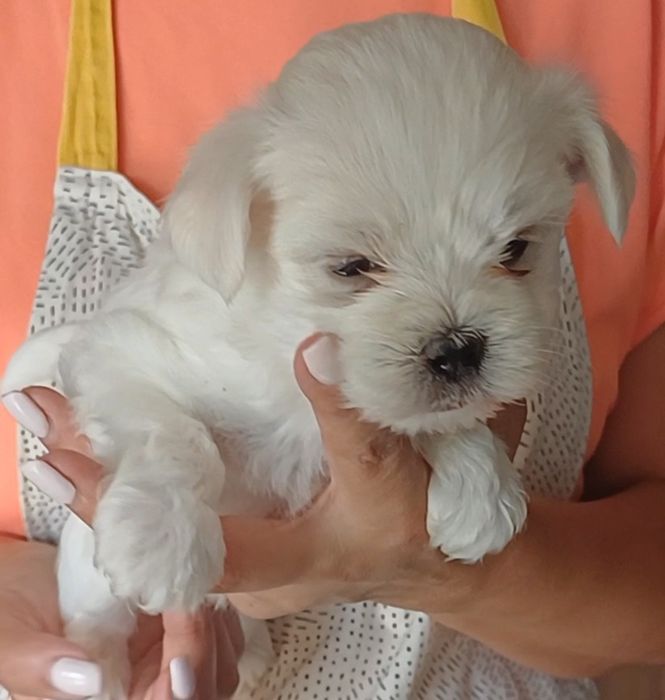 Bichon Maltês Disponível