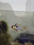 Ramirezi German Blue