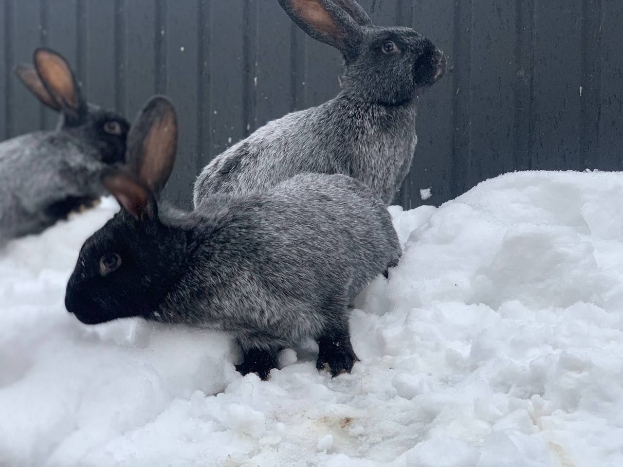 Кроленята кролі кролички